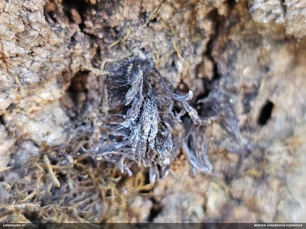 Šokolādes gļotsēne (nenoteikta)
