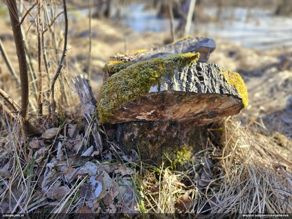 Šokolādes gļotsēne (nenoteikta)