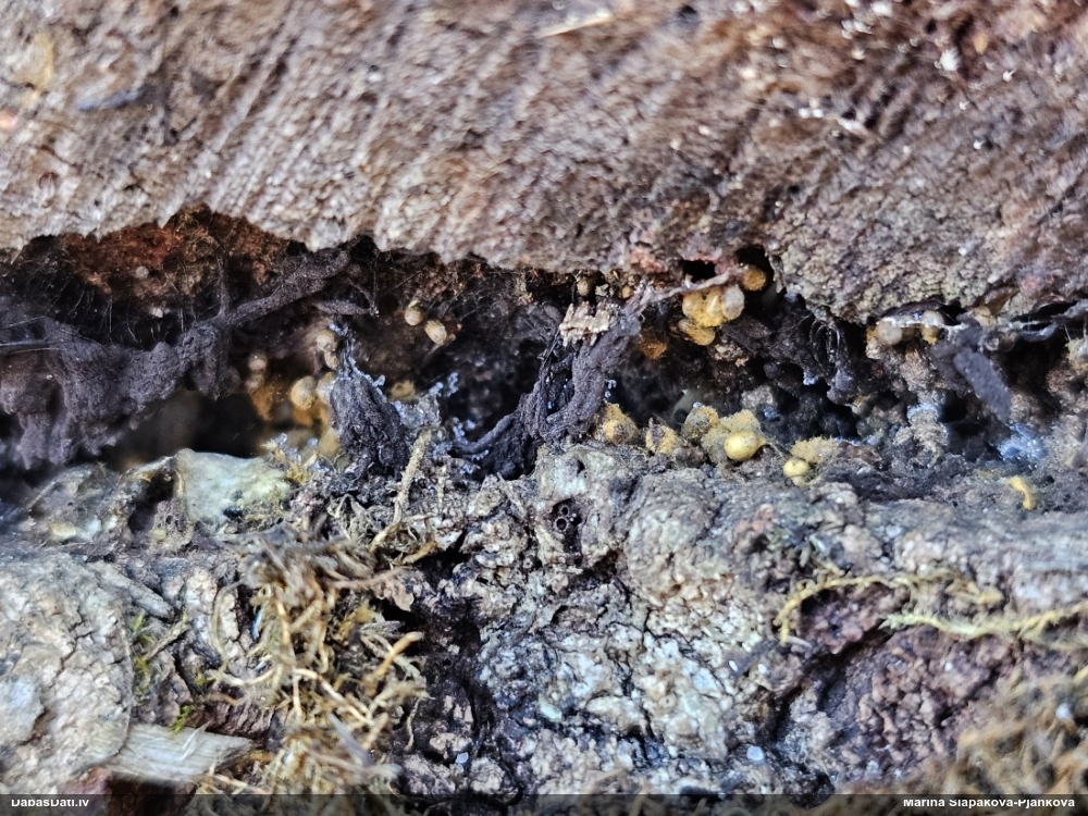 Trihija, hemitrihija (nenoteikta)