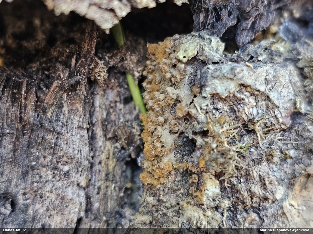 Trihija, hemitrihija (nenoteikta)