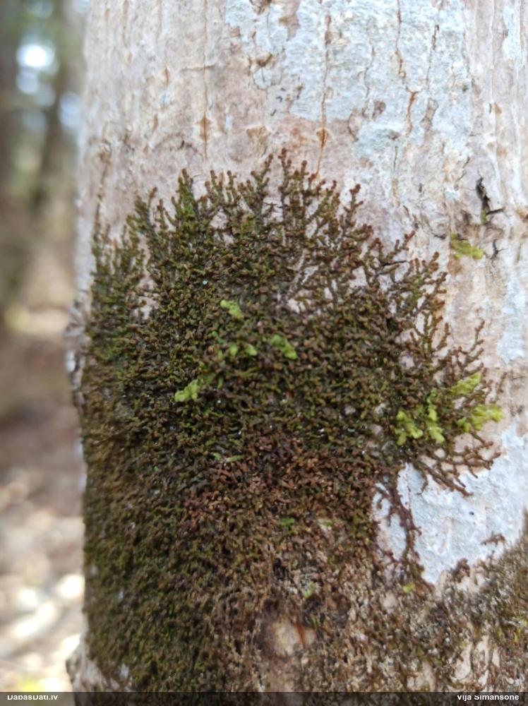 Izplestā frulānija