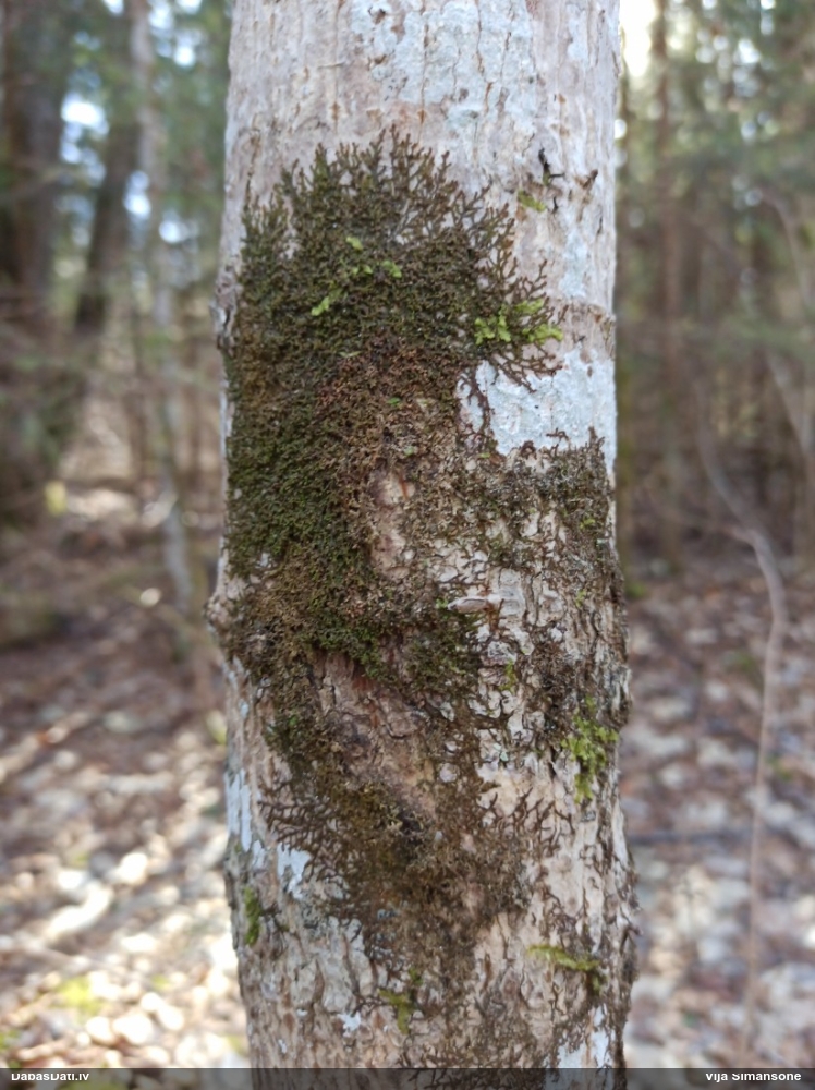 Izplestā frulānija