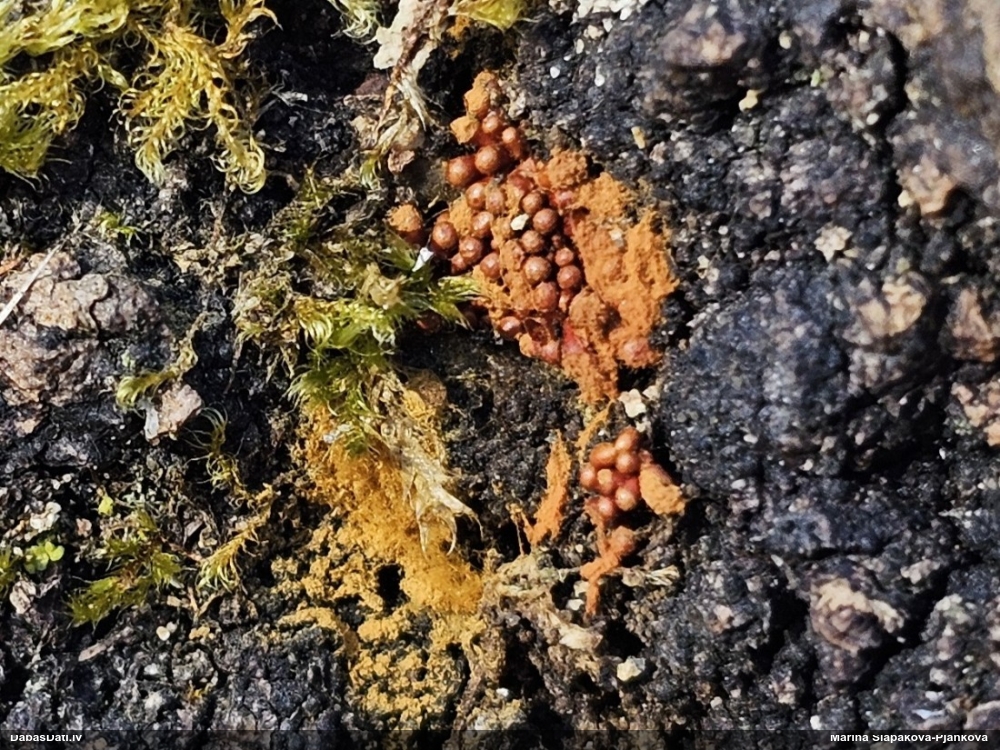 Trihija, hemitrihija (nenoteikta)