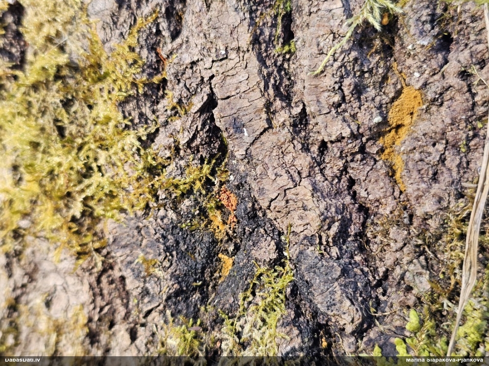 Trihija, hemitrihija (nenoteikta)