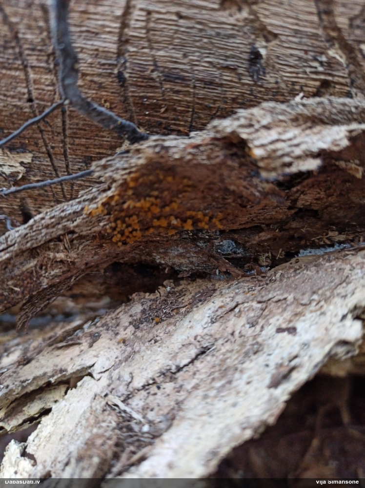 Daudzveidīgā trihija