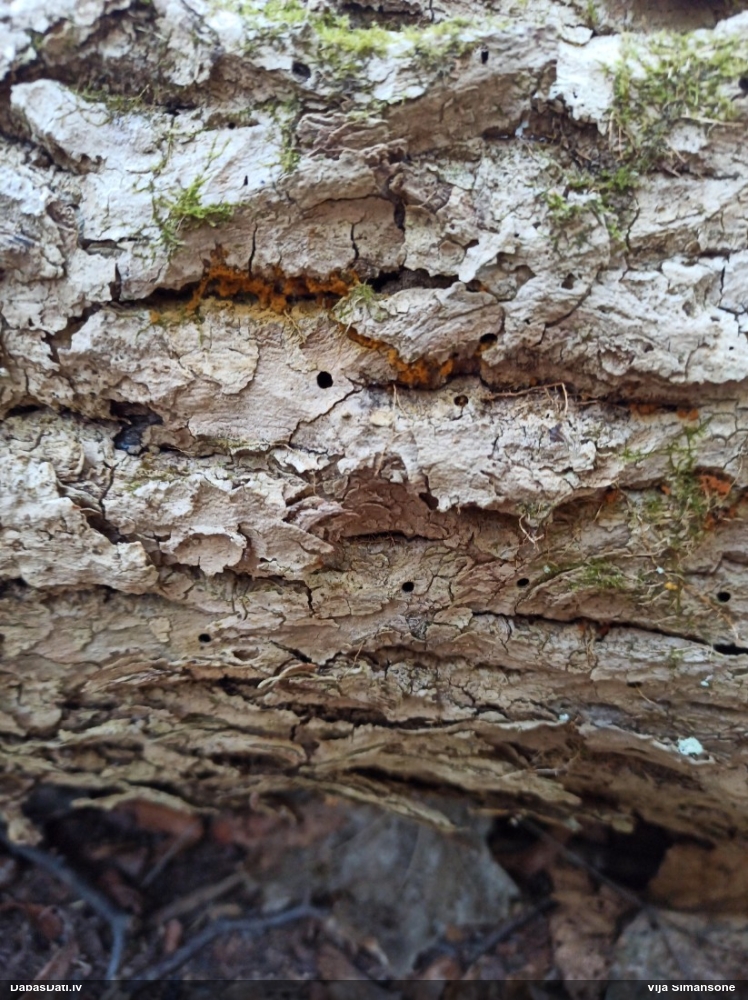 Daudzveidīgā trihija