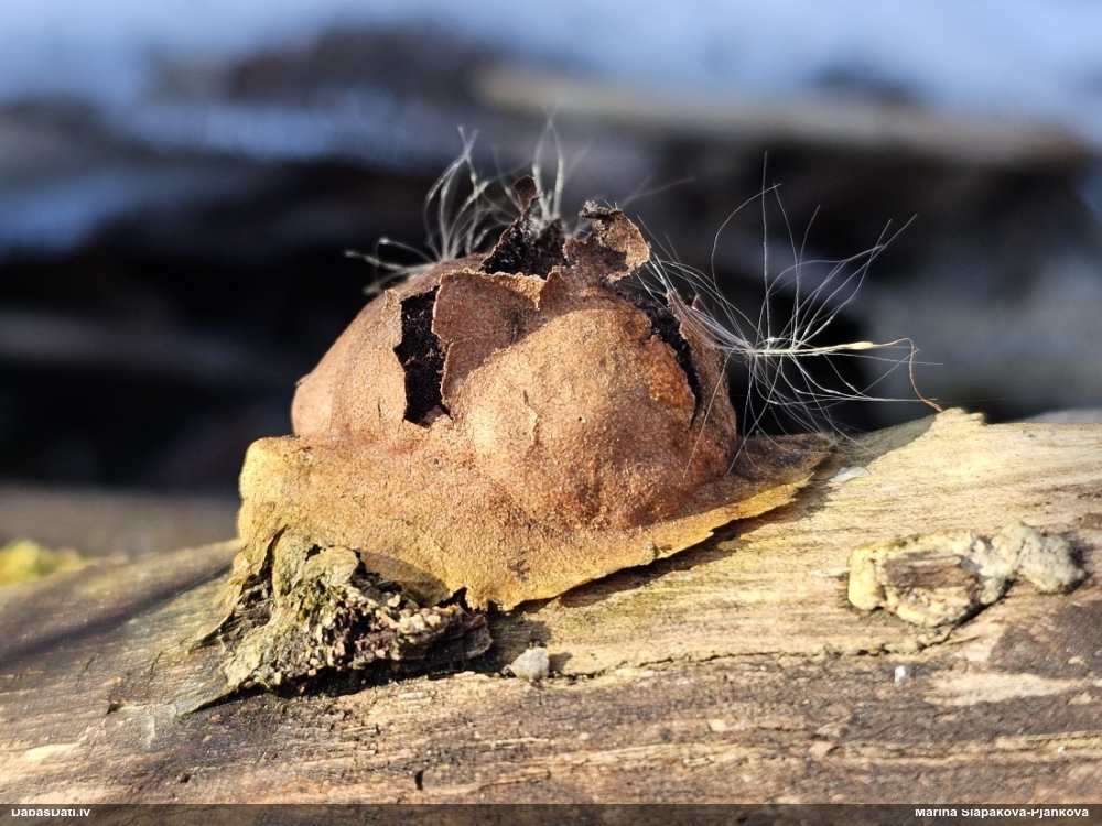 Gludais ragansviests