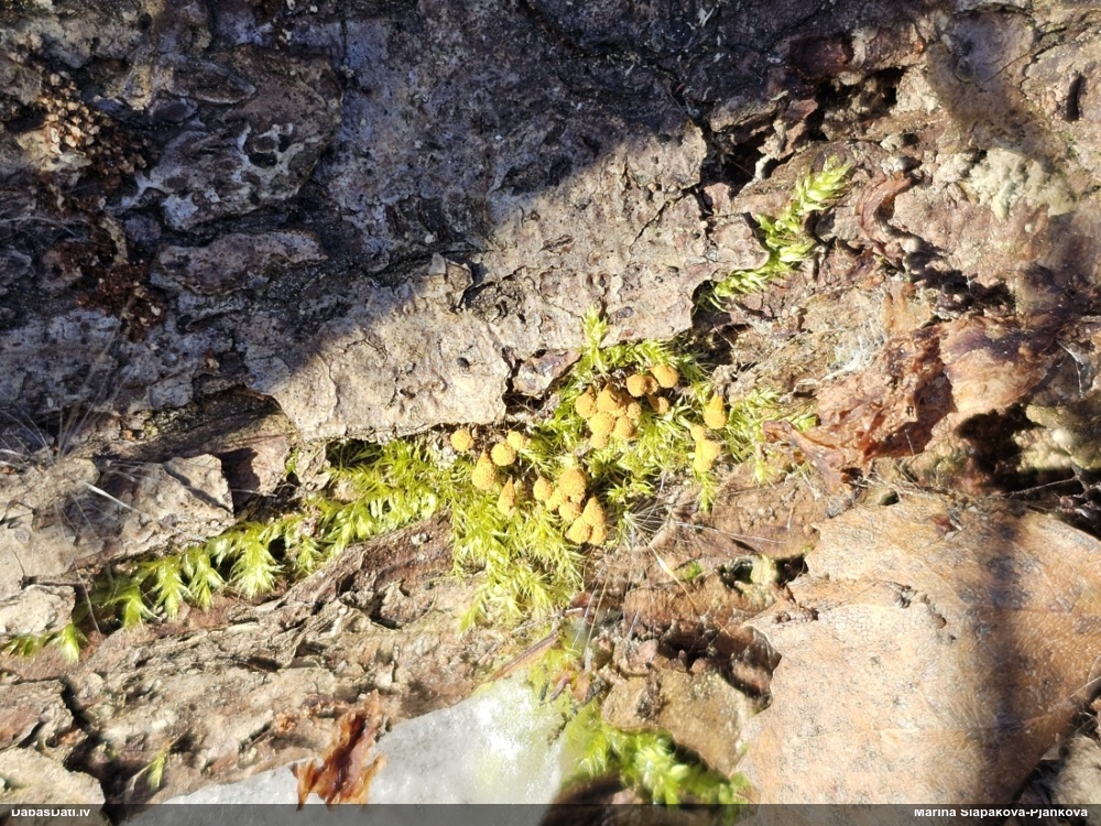 Trihija, hemitrihija (nenoteikta)