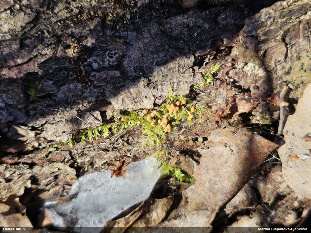 Trihija, hemitrihija (nenoteikta)