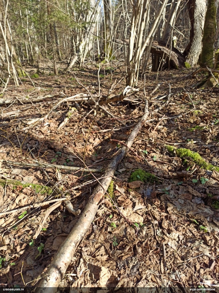 Sēne Hypoxylon fuscum