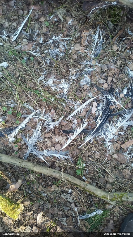 полевой лунь