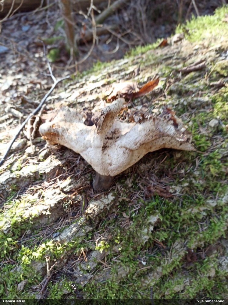 Kastaņbrūnā kātiņpiepe