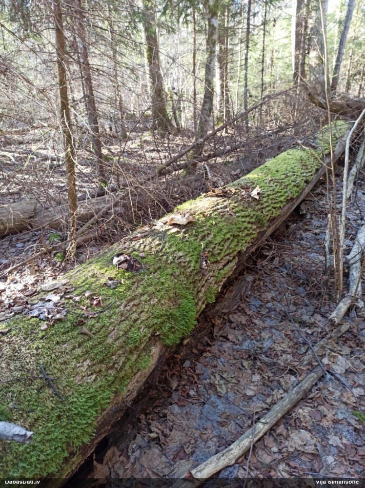 Kastaņbrūnā kātiņpiepe