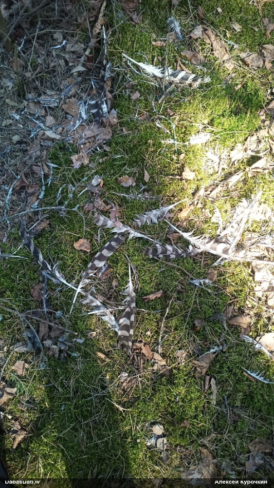 длиннохвостая неясыть