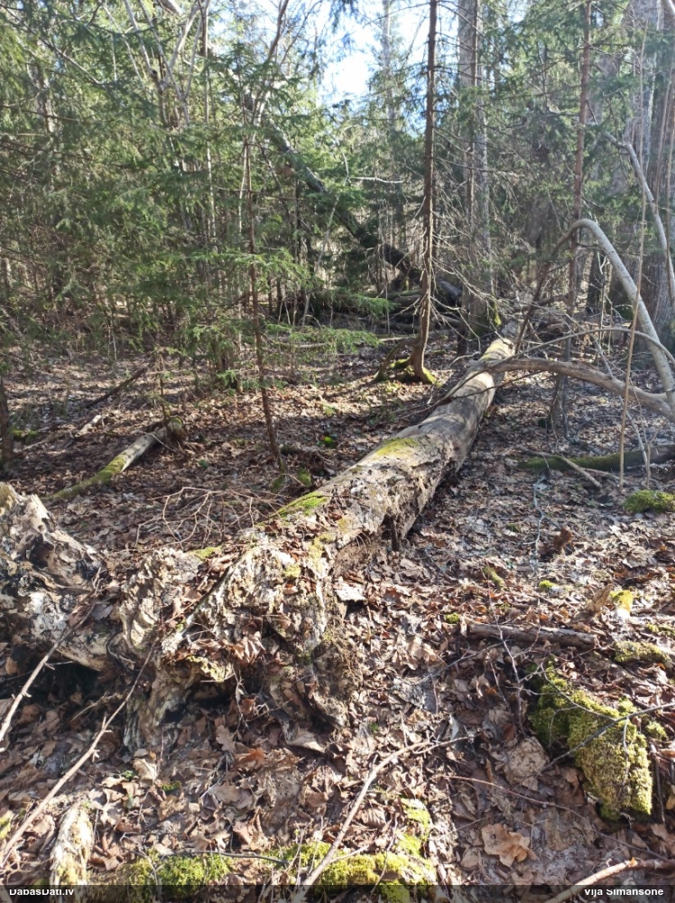 Apkaklītes hemitrihija