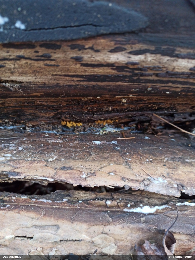 Apkaklītes hemitrihija