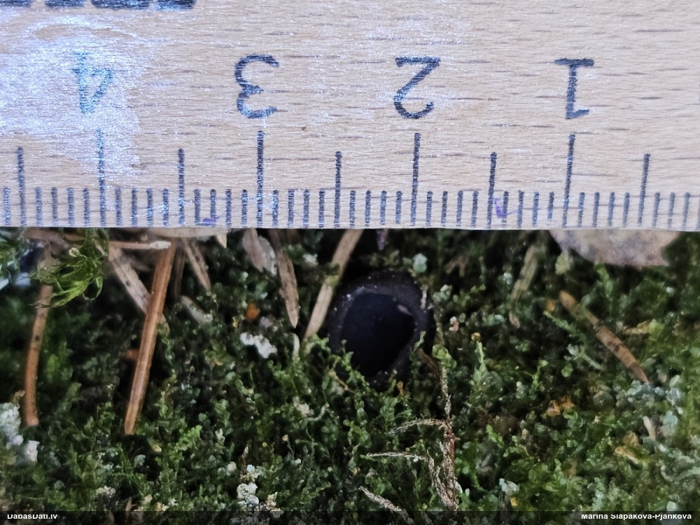 Melnā spožkausene (pseidoplektānija)