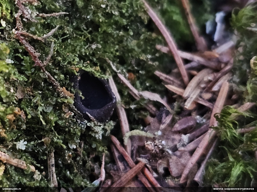 Melnā spožkausene (pseidoplektānija)