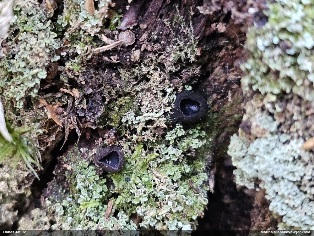 Melnā spožkausene (pseidoplektānija)