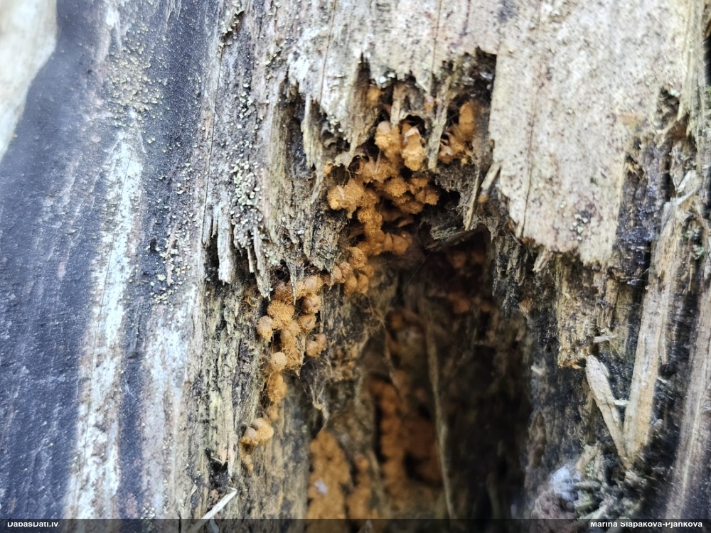 Trihija, hemitrihija (nenoteikta)