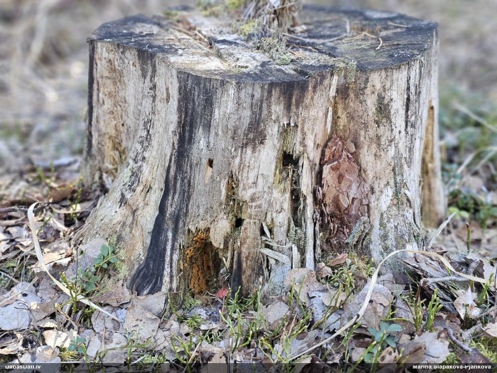 Arcīrija (nenoteikta)