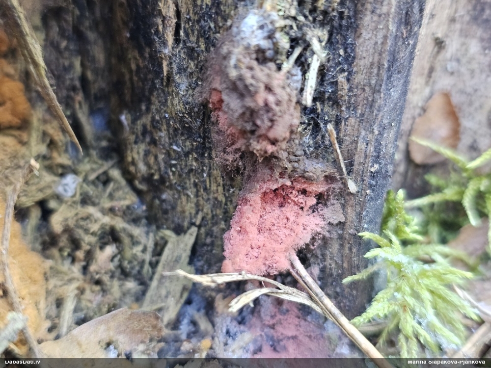 Arcīrija (nenoteikta)