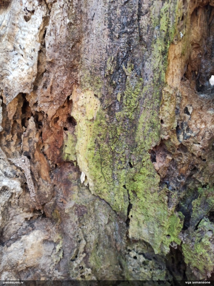 Dižskābaržu fleogena