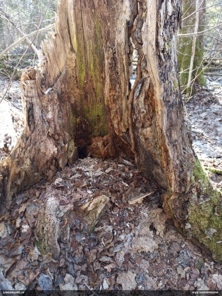 Dižskābaržu fleogena