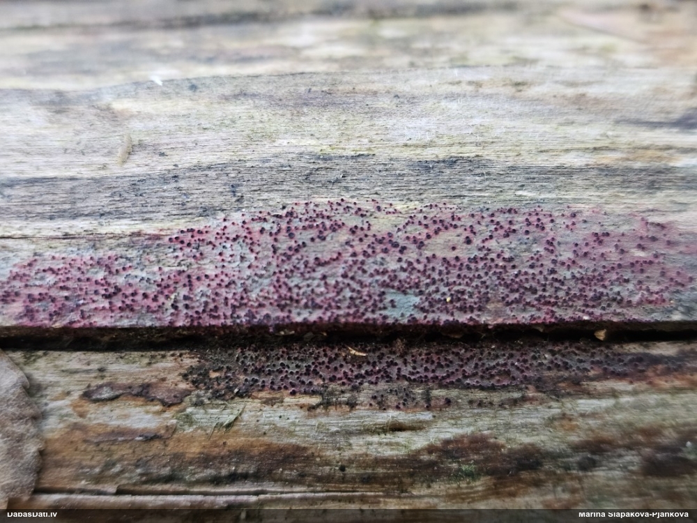 Sēne Patinellaria sanguinea