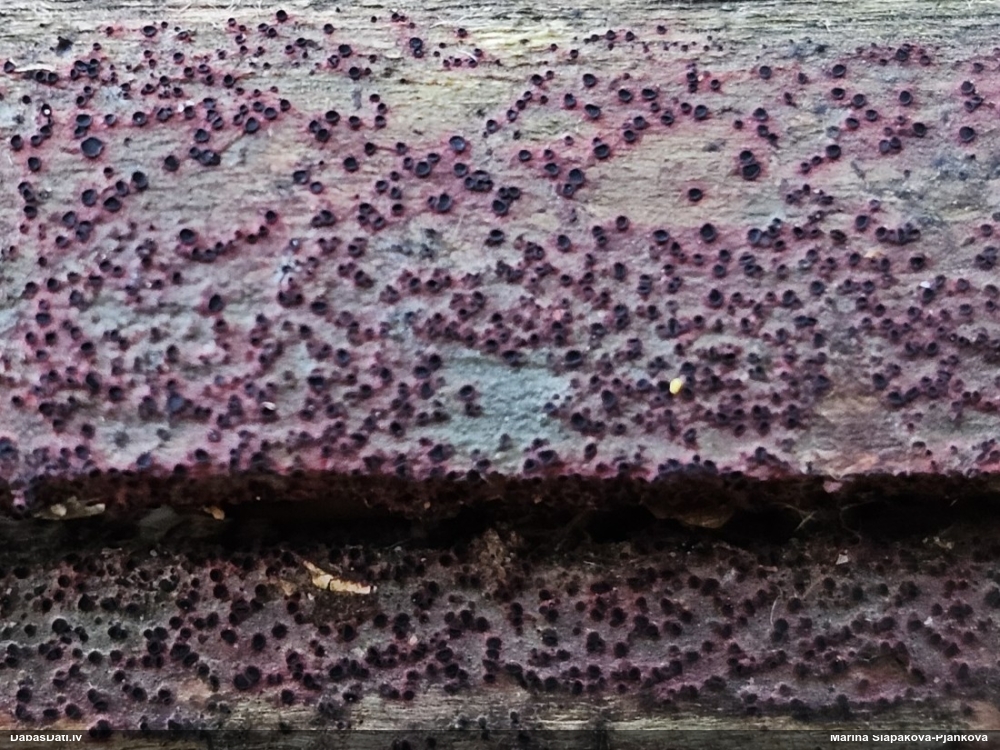 Sēne Patinellaria sanguinea