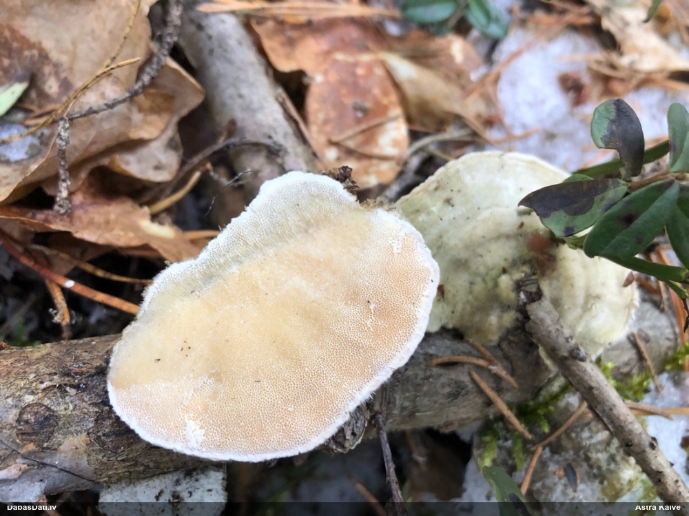 Sarainā tauriņpiepe