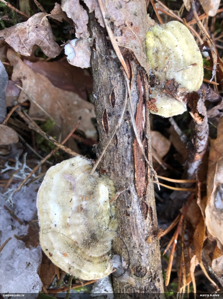 Sarainā tauriņpiepe