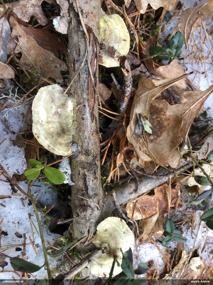 Sarainā tauriņpiepe