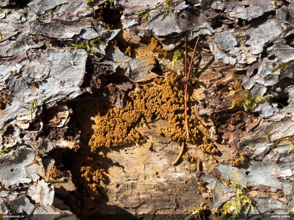 Trihija, hemitrihija (nenoteikta)