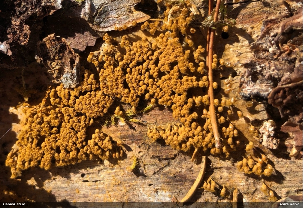 Trihija, hemitrihija (nenoteikta)