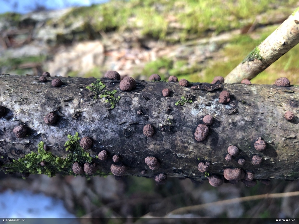 Sēne Hypoxylon fuscum