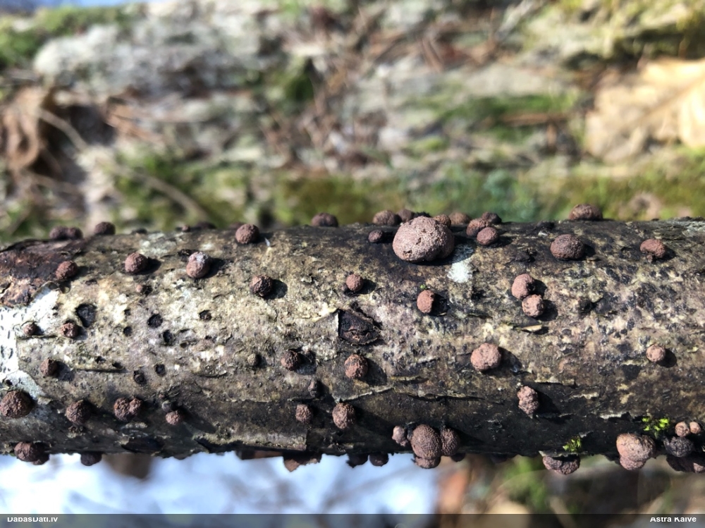 Sēne Hypoxylon fuscum