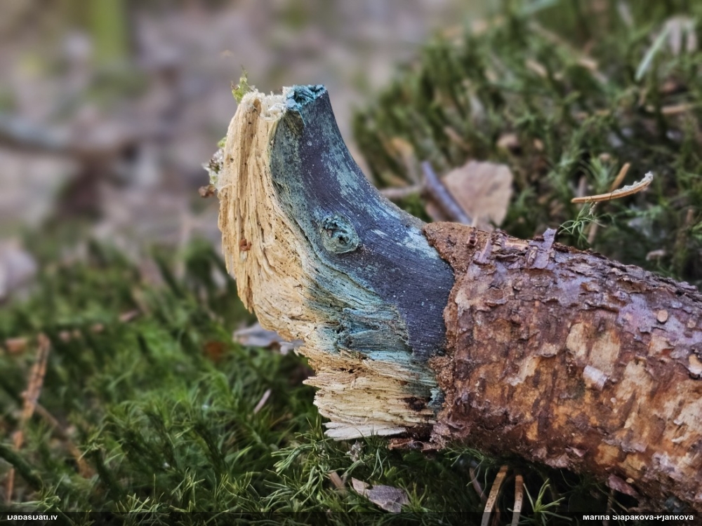 Zilzaļā hlorociborija