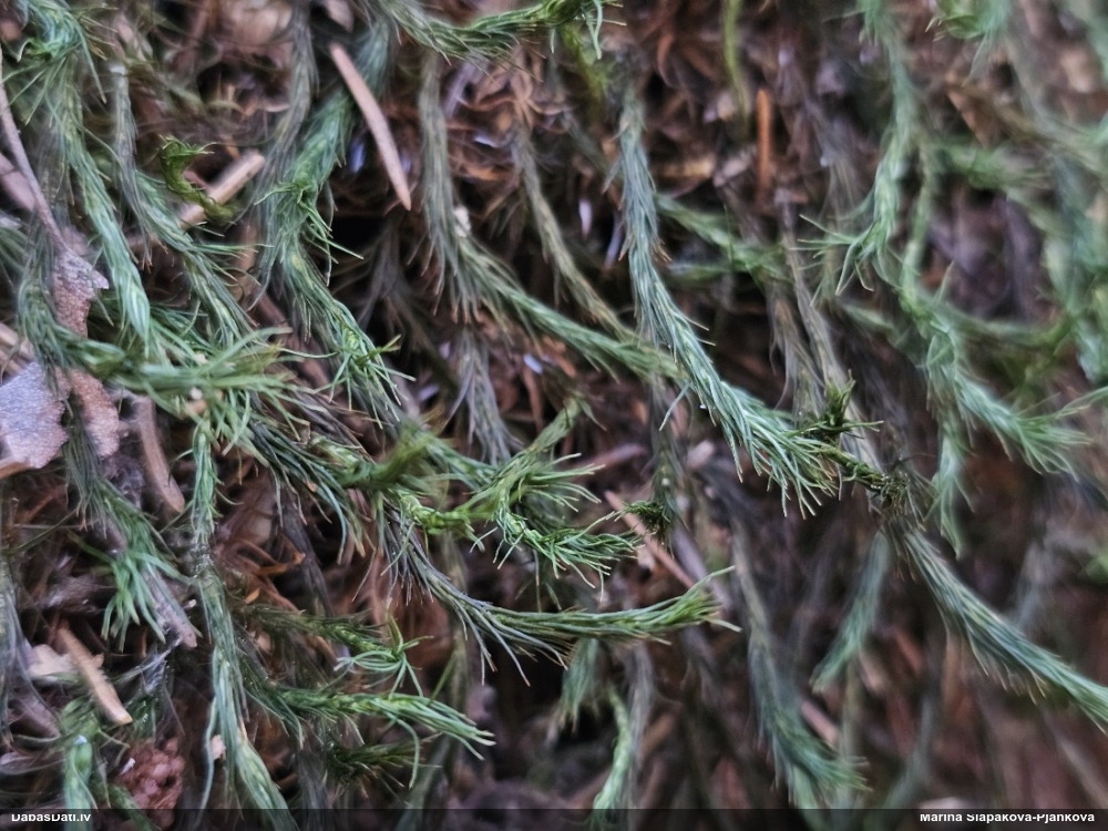 Parastais dzegužlins