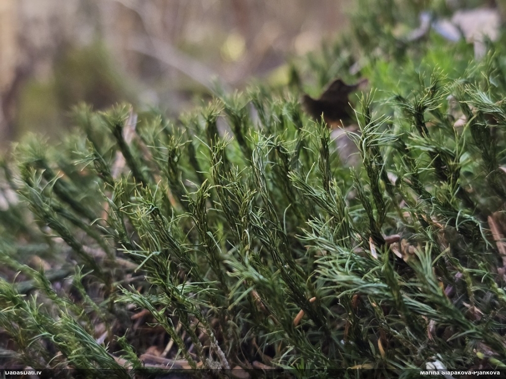 Parastais dzegužlins