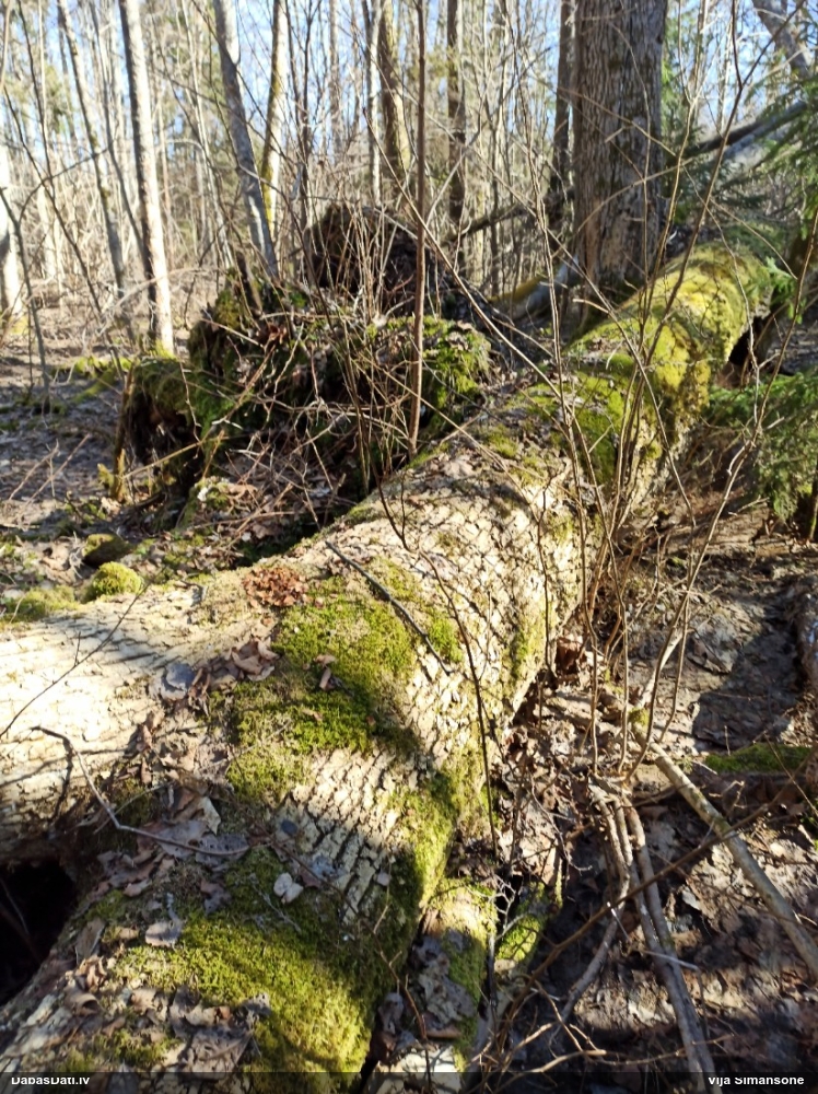 обыкновенная белка