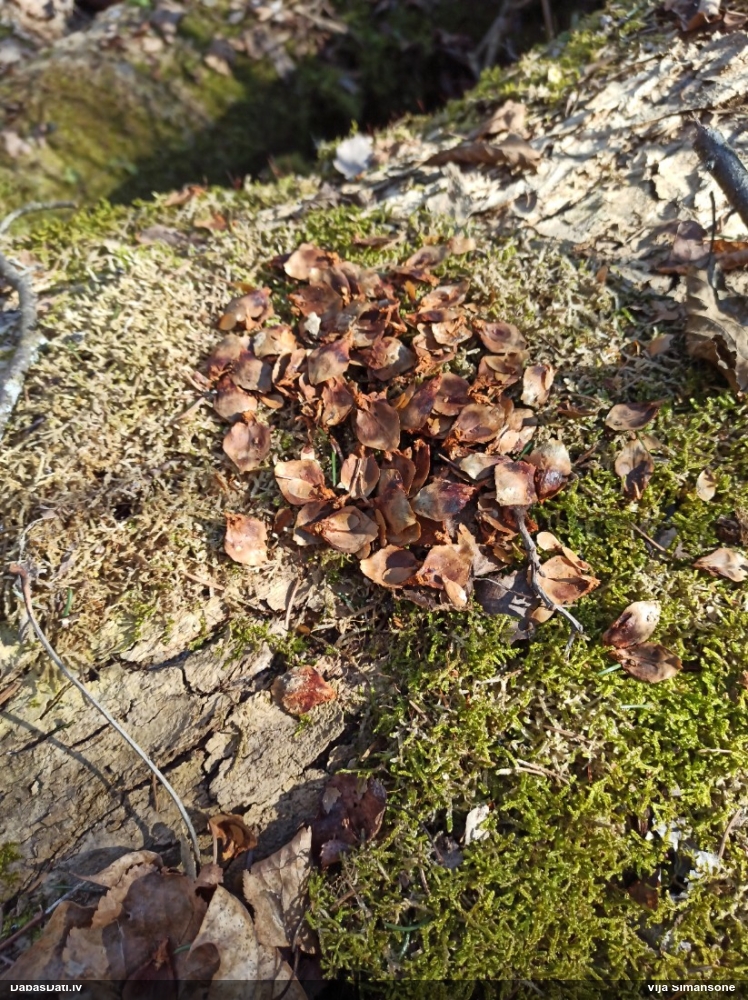 обыкновенная белка