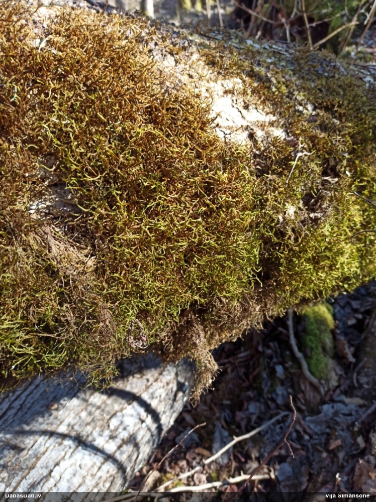 Parastā vāverastīte