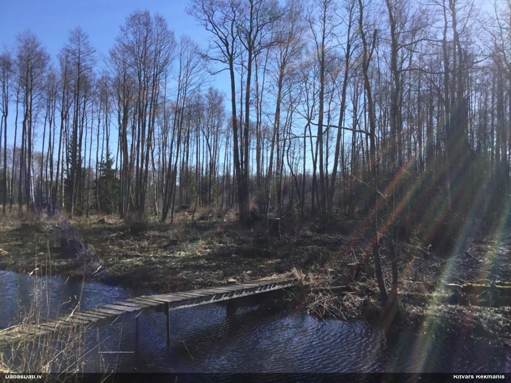 ольха черная