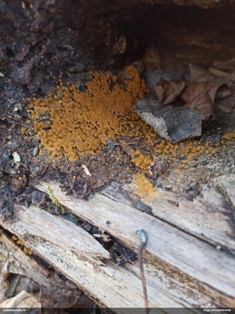 Krāterformas trihija