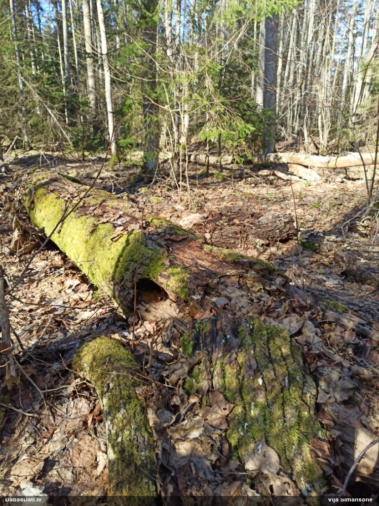 Krāterformas trihija