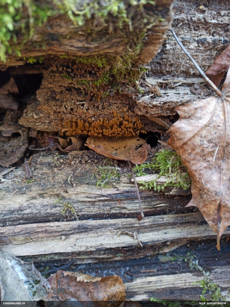 Krāterformas trihija