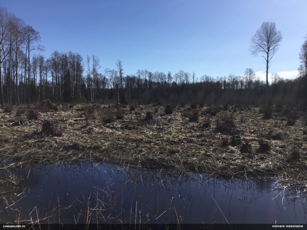 ольха черная