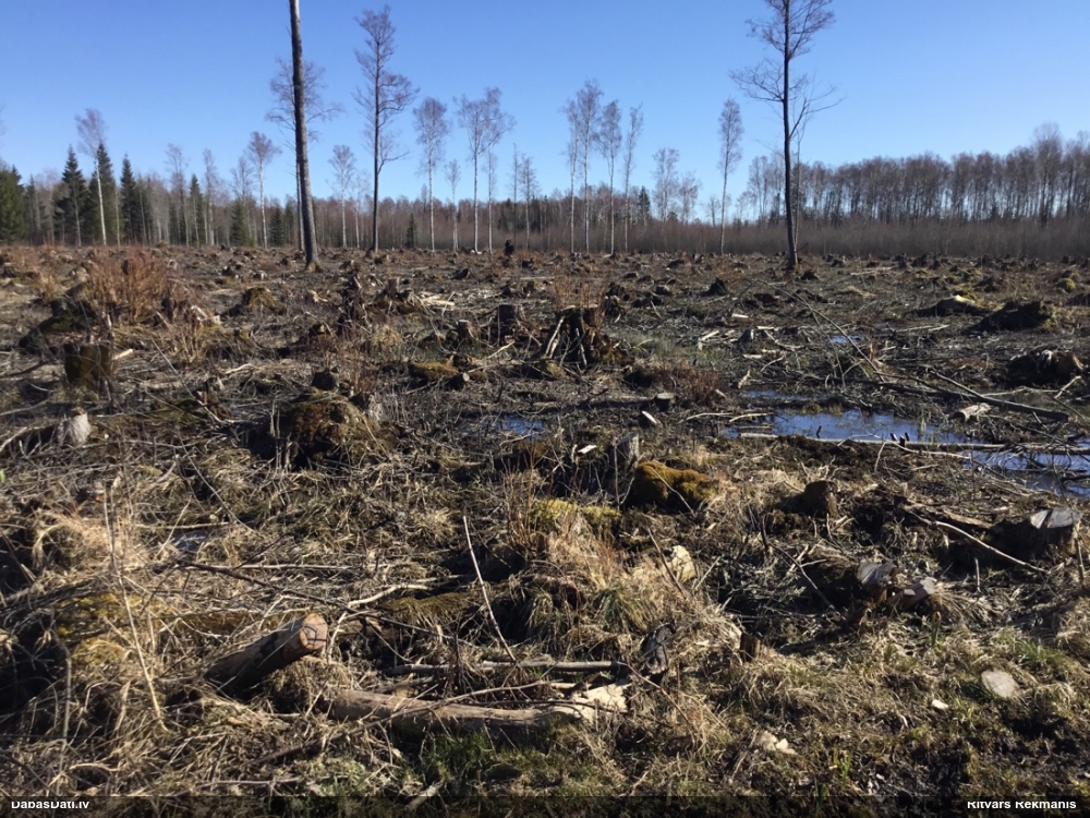 ольха черная