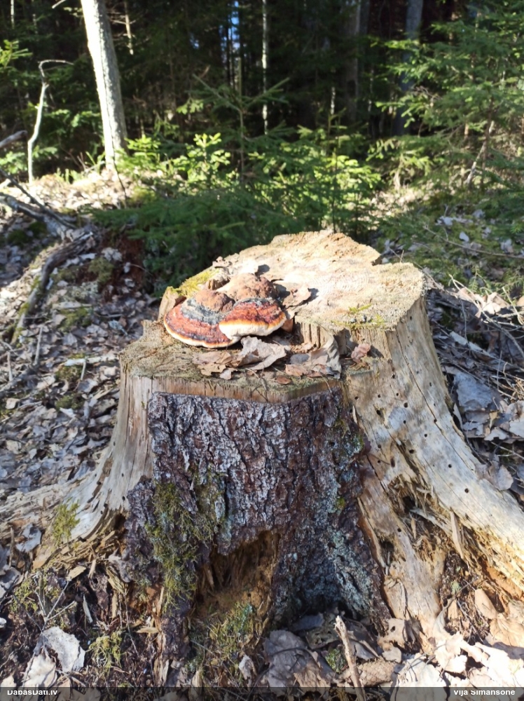 Окаймленный трутовик